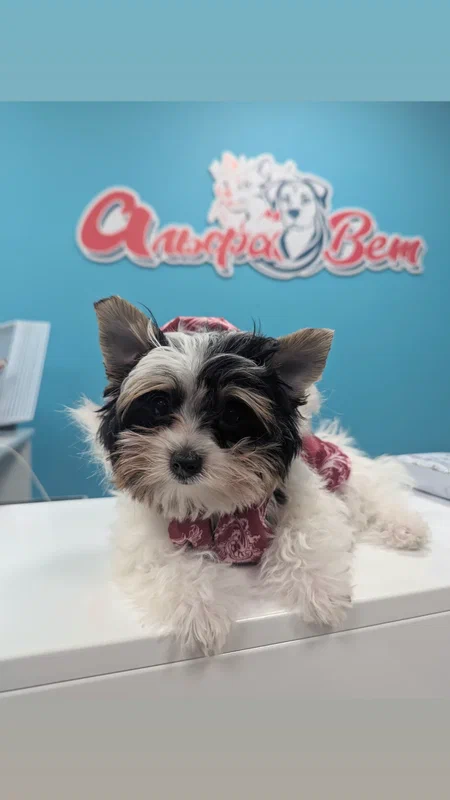 Клиника АльфаВет