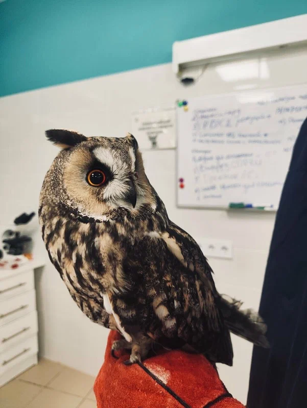 Ветеринар за работой