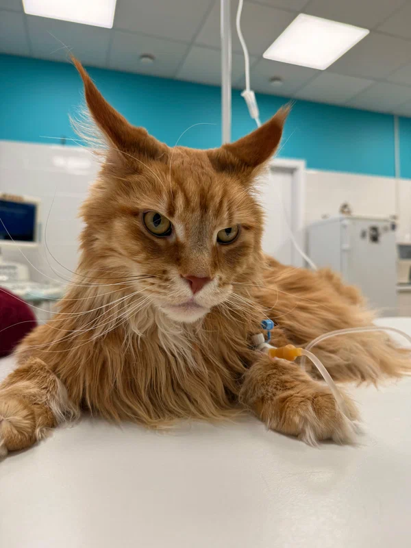 Наши пациенты