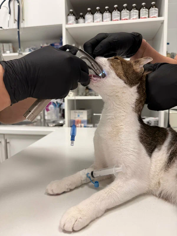 Приём в клинике