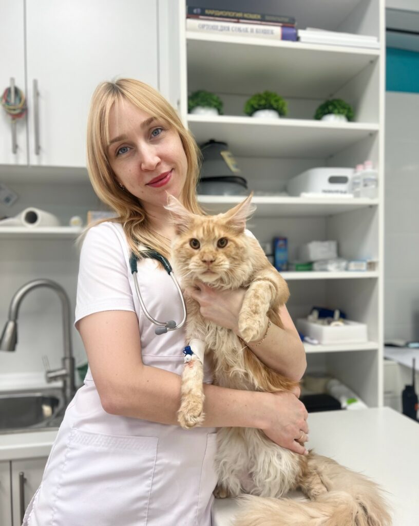 Мейн кун одна из самых крупных и дружелюбных пород кошек. Эти пушистые гиган...