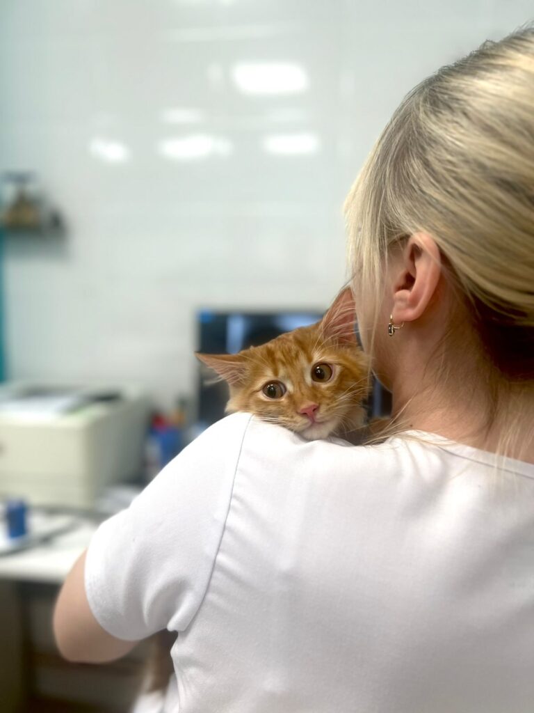 Котенок Ванюша на вакцинации