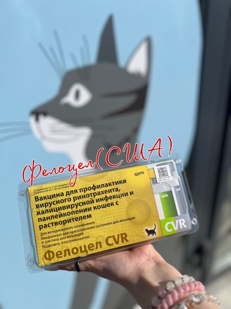 Дорогие друзья,