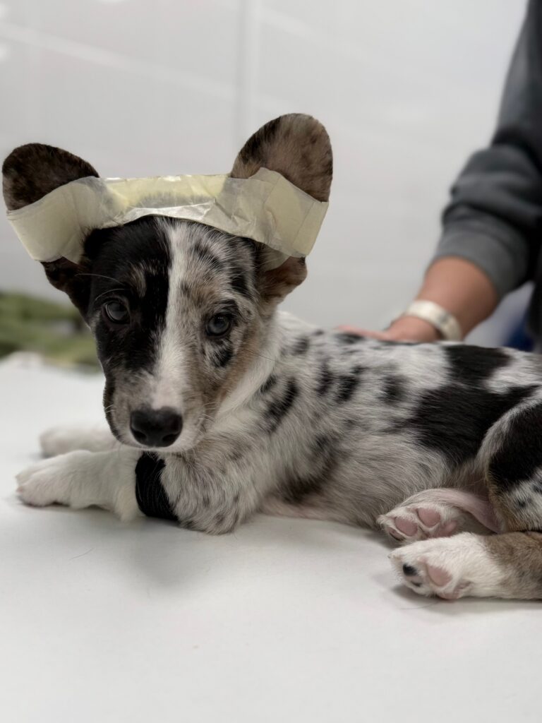 Сегодня у нас был на приеме очаровательный щеночек Корги - Рэнни!