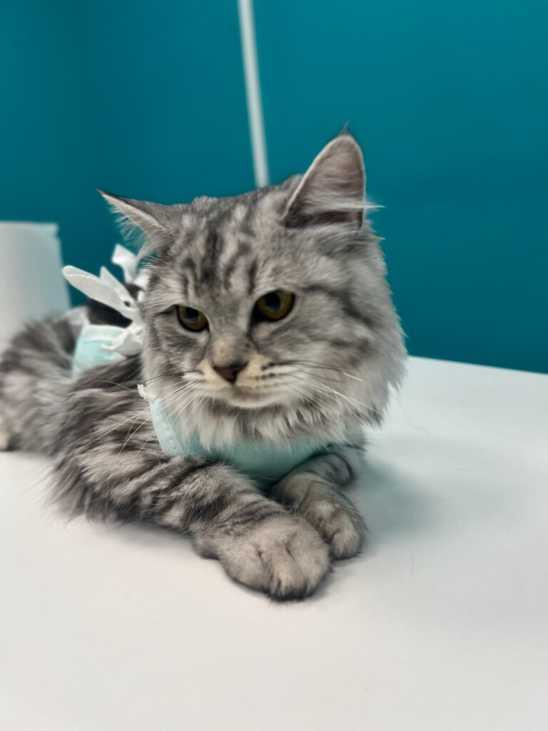 Зуд в ушах? Ваш питомец может страдать от отодектоза!