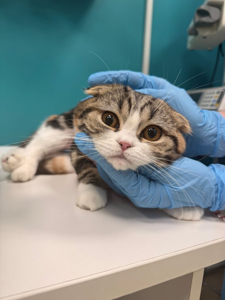 Ура! Кошечка Венди сегодня была на стерилизации в нашей клинике и шлёт всем п...