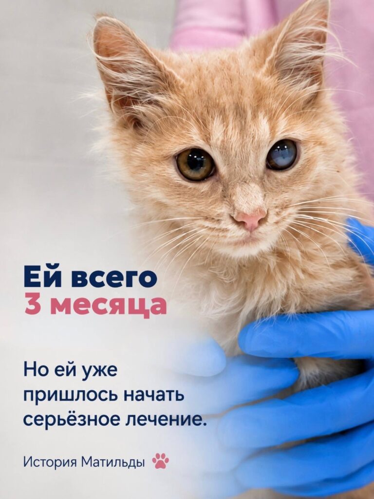 История Матильды: почему подобранного котёнка важно показать ветеринарному…