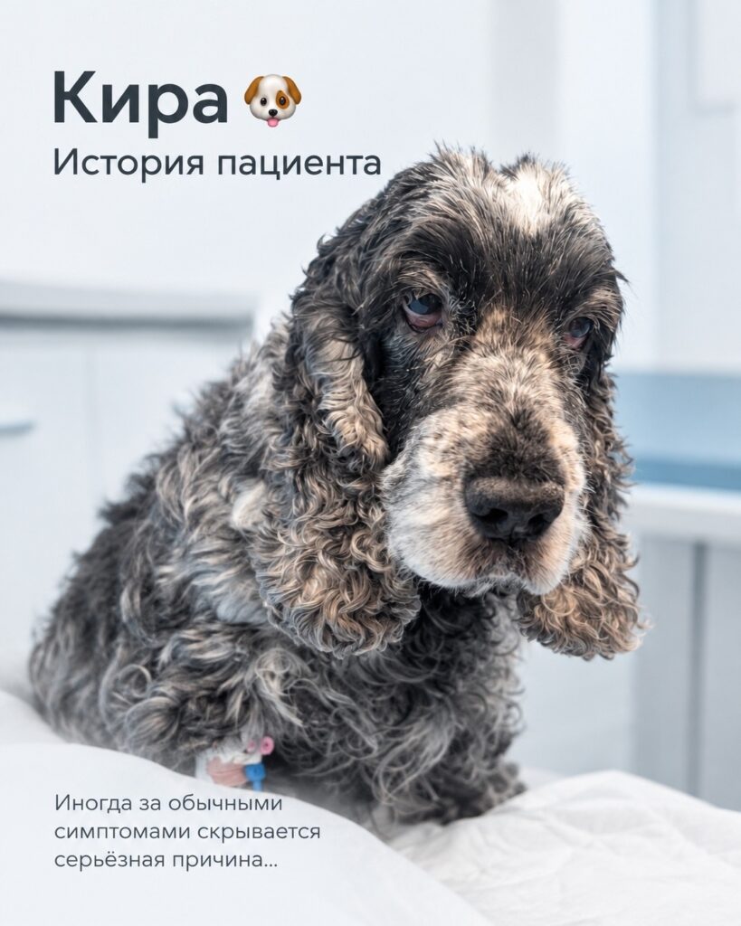Кира поступила в нашу клинику с проблемами при мочеиспускании. Такие…