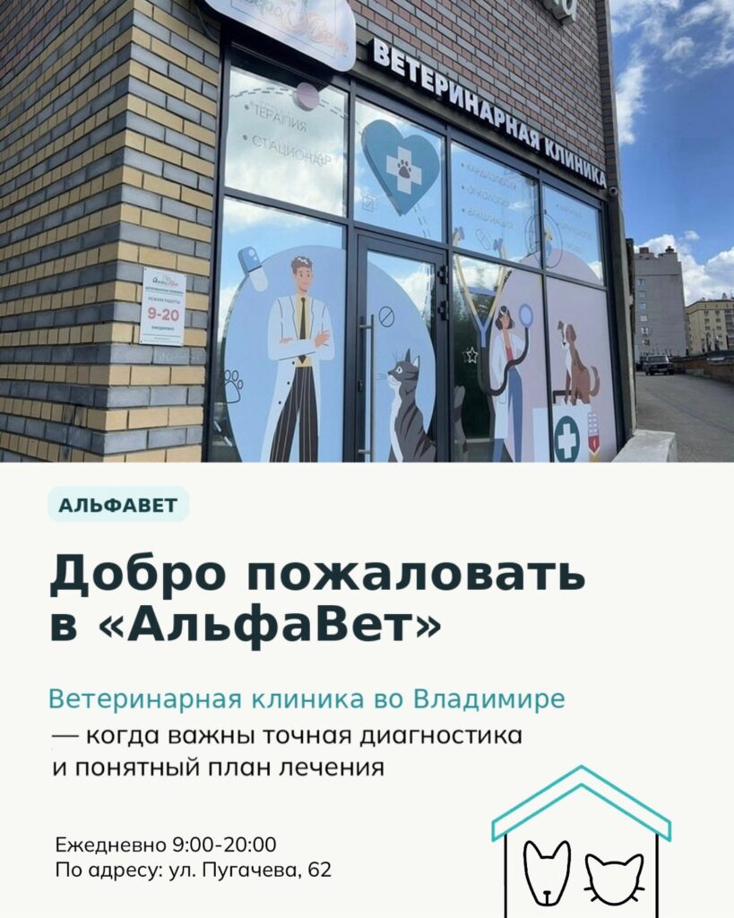 Добро пожаловать в «АльфаВет» — ветеринарную клинику во Владимире 🤍